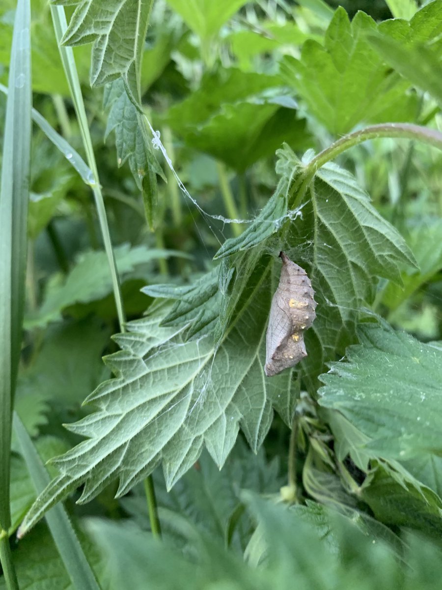 PensievePensine's tweet image. Wishing you all a lovely Friday 😊x

Spending time outdoors priority atm -looks like a decent butterfly and caterpillar year

First time I found 2 pupae in the wild 🐛🦋

I‘m trying to grow my first ever butterflies🤞
#lepidoptera #butterflies #insects 
#TwitterNatureCommunity