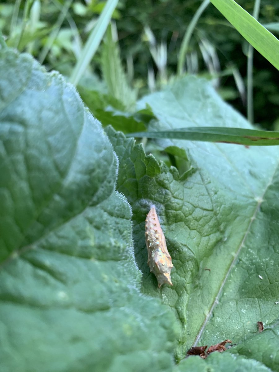 PensievePensine's tweet image. Wishing you all a lovely Friday 😊x

Spending time outdoors priority atm -looks like a decent butterfly and caterpillar year

First time I found 2 pupae in the wild 🐛🦋

I‘m trying to grow my first ever butterflies🤞
#lepidoptera #butterflies #insects 
#TwitterNatureCommunity