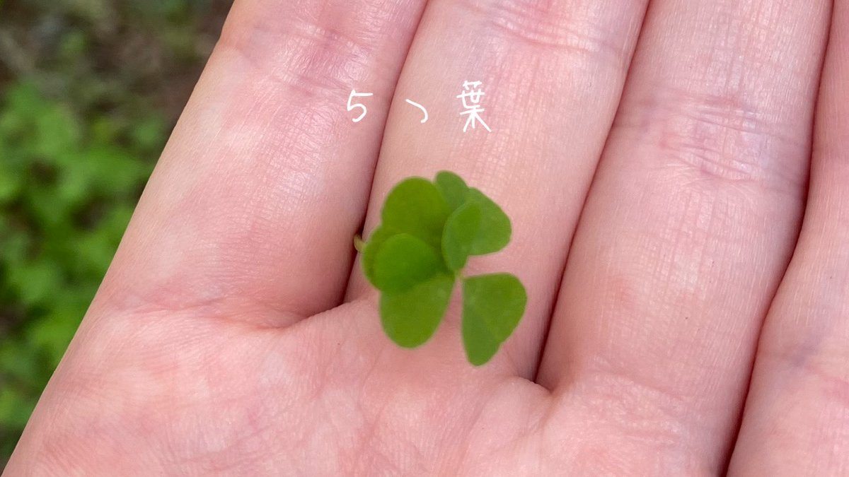 ontama622's tweet photo. 6つ葉2個と５つ葉見つけちゃった
６つ葉は地位と名声、５つ葉は財運と経済的繁栄の意味があるらしい…！
シェアハピ♡
#シェアハピ
#6つ葉
#５つ葉
#クローバー https://t.co/jEPKD2YL3g