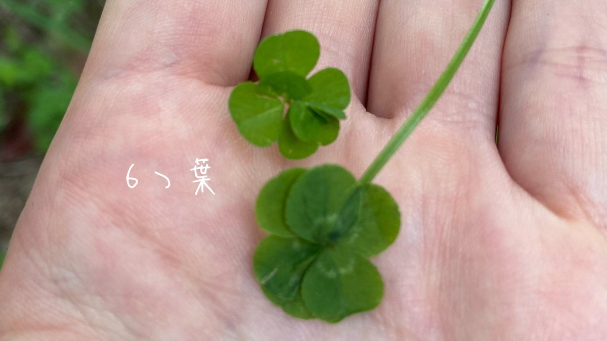 ontama622's tweet photo. 6つ葉2個と５つ葉見つけちゃった
６つ葉は地位と名声、５つ葉は財運と経済的繁栄の意味があるらしい…！
シェアハピ♡
#シェアハピ
#6つ葉
#５つ葉
#クローバー https://t.co/jEPKD2YL3g