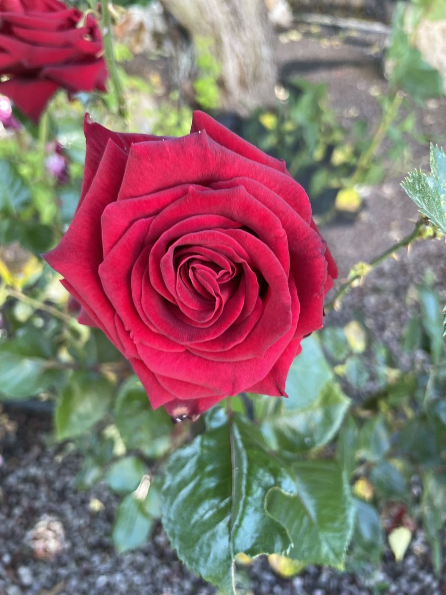Pezzoloit's tweet photo. #fridayroses #RoseDay some of my garden roses https://t.co/gkK5tQm77W
