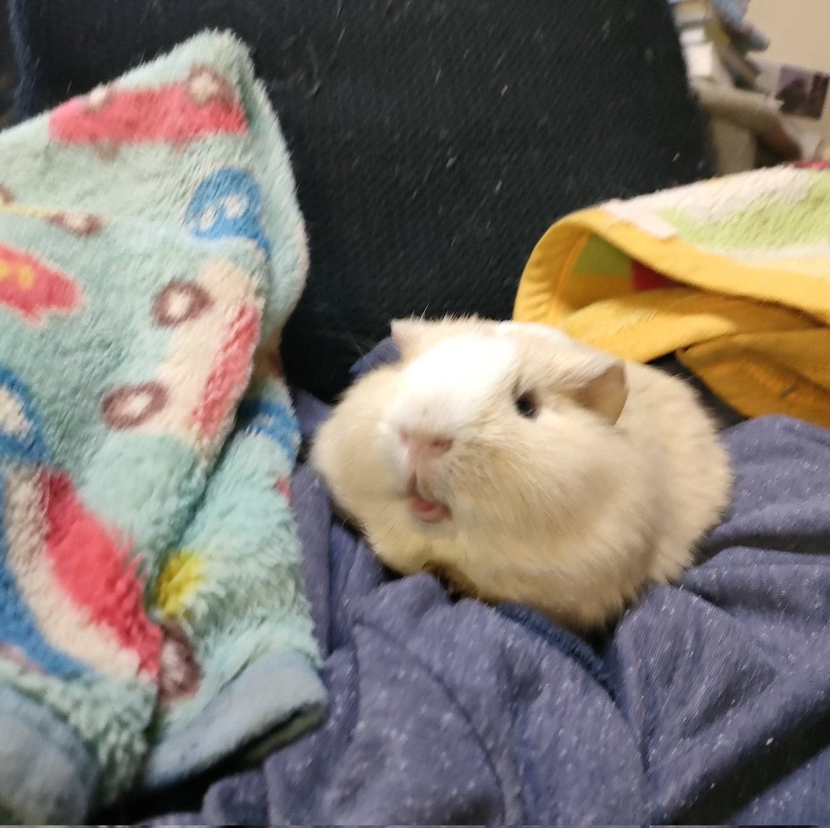 Festival of Pan tweet media