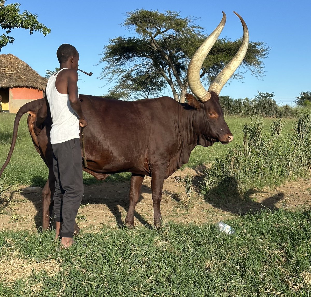 In some cultures, they say “Afuuwa Emindi” particularly in Ankole culture, smock pipe was for entertaining newly married couples. For men, to pass time, relax, or consider problems!