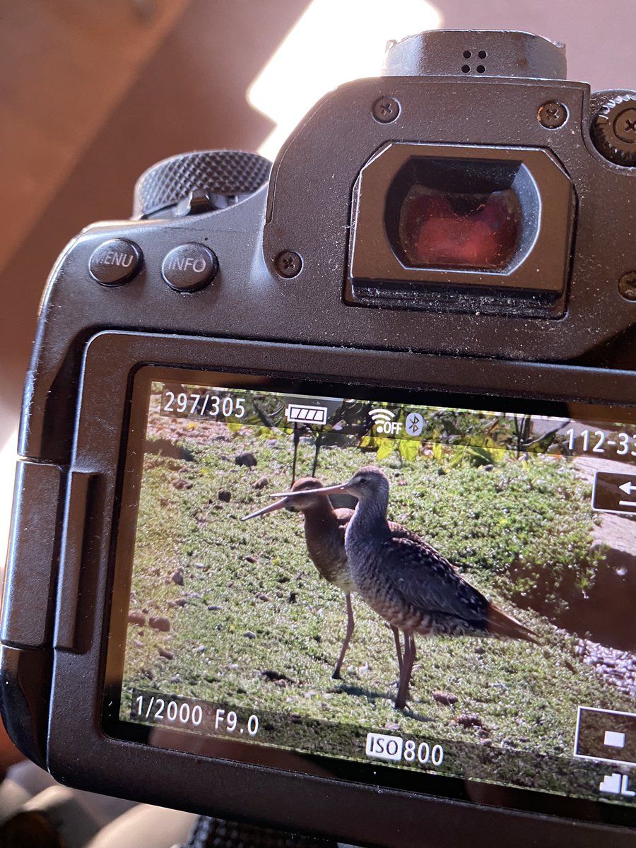 Mark Francis (@markfra64259515) on Twitter photo Nice to pick up a Hudsonian Godwit with the Black Tailed godwit flock on the south scrape <a href="/titchfieldhaven/">Titchfield Haven NNR- Hampshire County Council</a> this morning <a href="/BirdGuides/">BirdGuides</a> <a href="/RareBirdAlertUK/">RareBirdAlertUK</a> Nice to pick up a Hudsonian Godwit with the Black Tailed godwit flock on the south scrape <a href="/titchfieldhaven/">Titchfield Haven NNR- Hampshire County Council</a> this morning <a href="/BirdGuides/">BirdGuides</a> <a href="/RareBirdAlertUK/">RareBirdAlertUK</a>