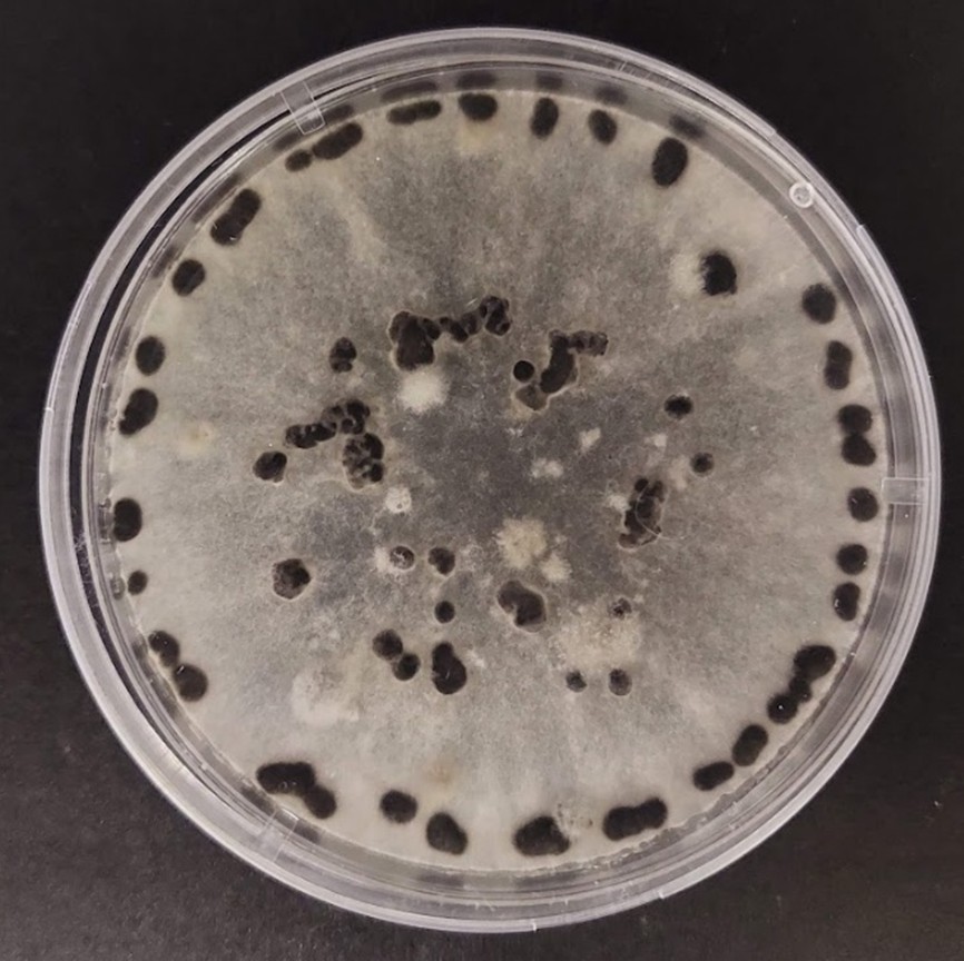For this week’s #FABIFridayFeature, we’re highlighting Botrytis cinerea - a necrotrophic fungus causing grey mould in 200+ dicot plants, including lemons 🍋. It leads to petal necrosis, premature flower drop, and rind distortion.
 #PlantPathology #Botrytis