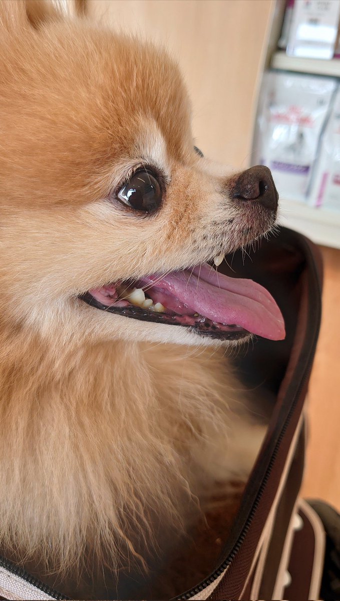 garrett_jp's tweet photo. 少し前から 茶孫ちゃん 嘔吐をするようになり 回数が増え 今日 病院に行って来ました。結果は 脾臓に4cm程の腫瘍が ある事がわかりました…
時期的に この子の母親の 腫瘍が見つかった時期で…
色々と変な事考えてしまって…
5月29日に手術する予定です。
報告まででした。 https://t.co/Jaot4S1vkd