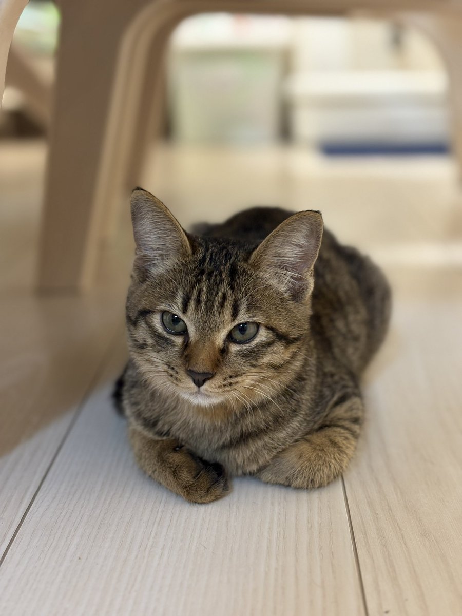 これはうちに来た初日に
「先住猫になめられたらあかん」の決意のお顔してる猫
#ねこ