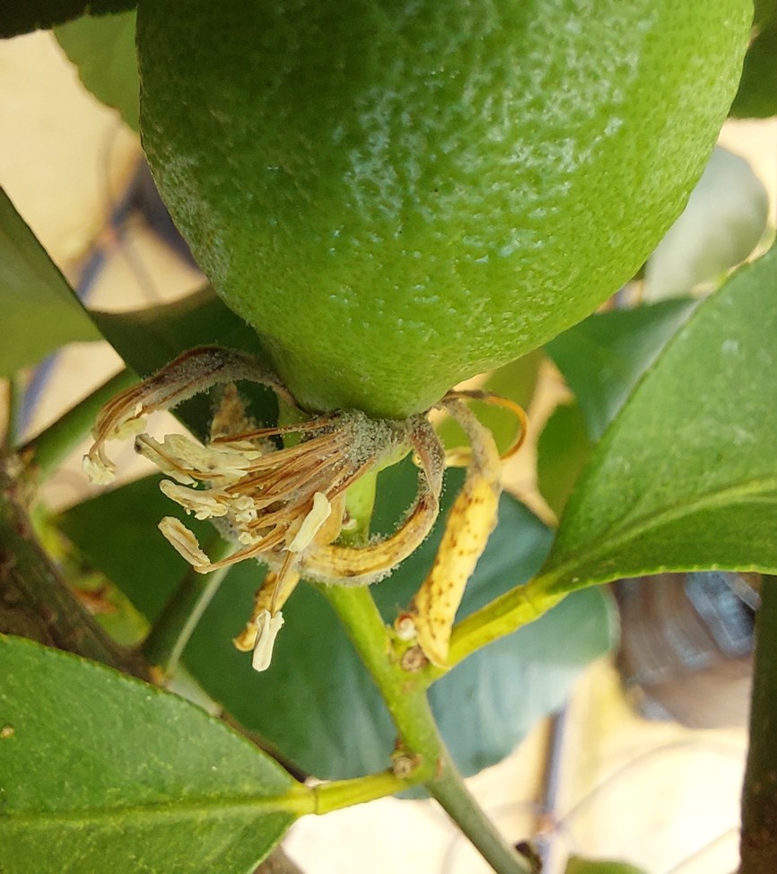 Fabiteam1's tweet image. Rind distortion forms when infected petals touch young fruit. Early infections → severe symptoms → poor fruit quality.
 #GreyMould #CitrusPathology #FungalPathogens