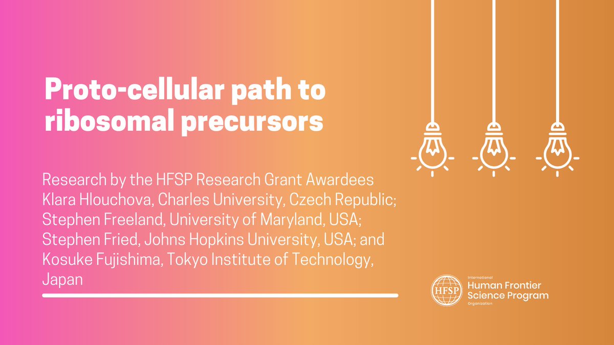 How did life begin making proteins? 🧪  
HFSP-supported researchers reveal how ancient ribosomal RNA and peptides likely co-evolved inside protocell droplets, shedding light on life’s earliest molecular machinery!
#HFSPResearchgGrants #sts #Ribosome
🔗 zurl.co/1Ryar