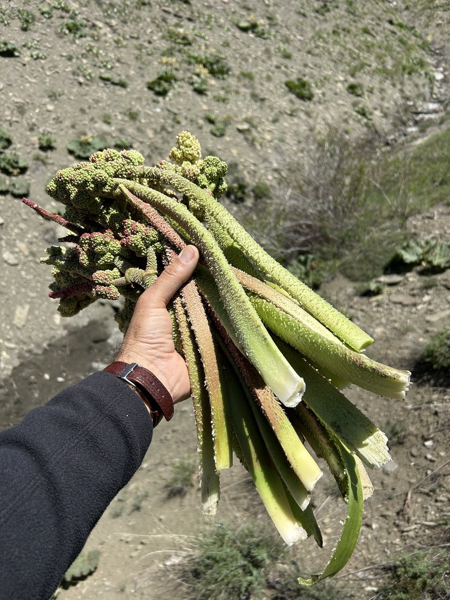 memnyilmaz's tweet image. Zara&apos;nın Dağları...
#zara
#ribes