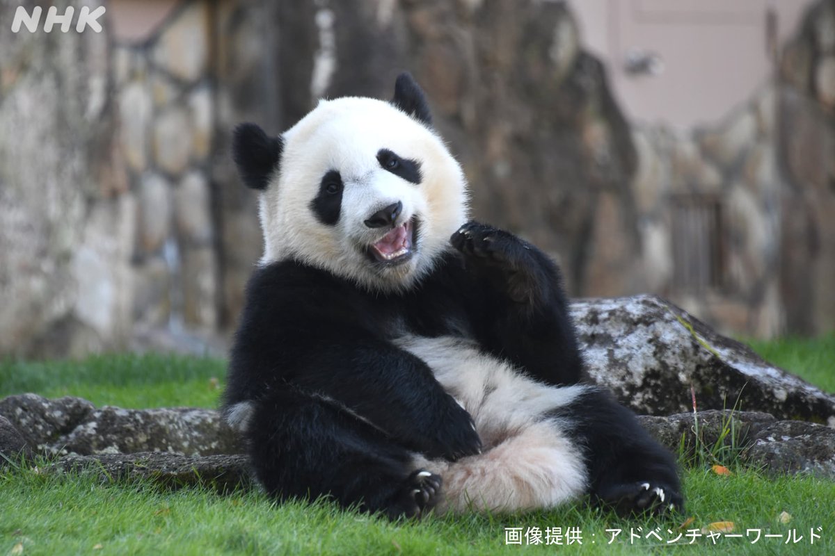パンダってナンダ！？～赤ちゃんパンダ・楓浜が教えてくれた“かわいい