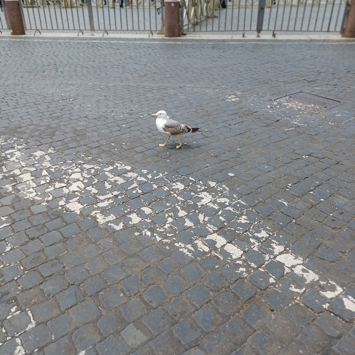 Standing in St Peter's Square but taking photos of pigeons.