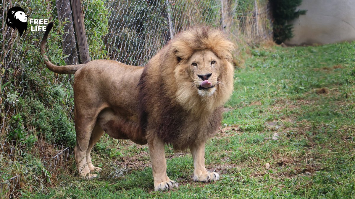 FreeLifeAsso's tweet photo. 🦁 Une Terre de liberté pour Goliath et Coralie. 

Après des années dans un cirque, ces deux lions vont enfin rejoindre un sanctuaire en Afrique du Sud grâce à Free Life et un partenariat avec @AnimalDefenders
!

Soutenez leur nouvelle vie : https://t.co/ZiJFw16TF9 https://t.co/BcLv6R9RH4