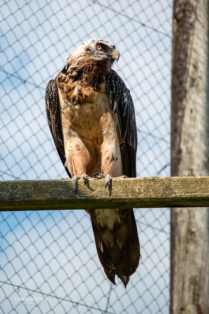 Consano Earth tweet media