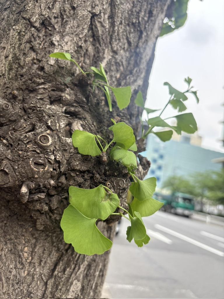 神田警察通りに
たった一本残ったイチョウの大木
旺盛に芽を出している

これも伐ろうと
千代田区はまた襲って来るだろう

この状況を看過せず
心ある報道関係の皆様
神田警察通りにいらして下さい
#神田警察通りの街路樹伐採に反対 
#樋口高顕千代田区長
#坂田副区長
#須貝担当課長