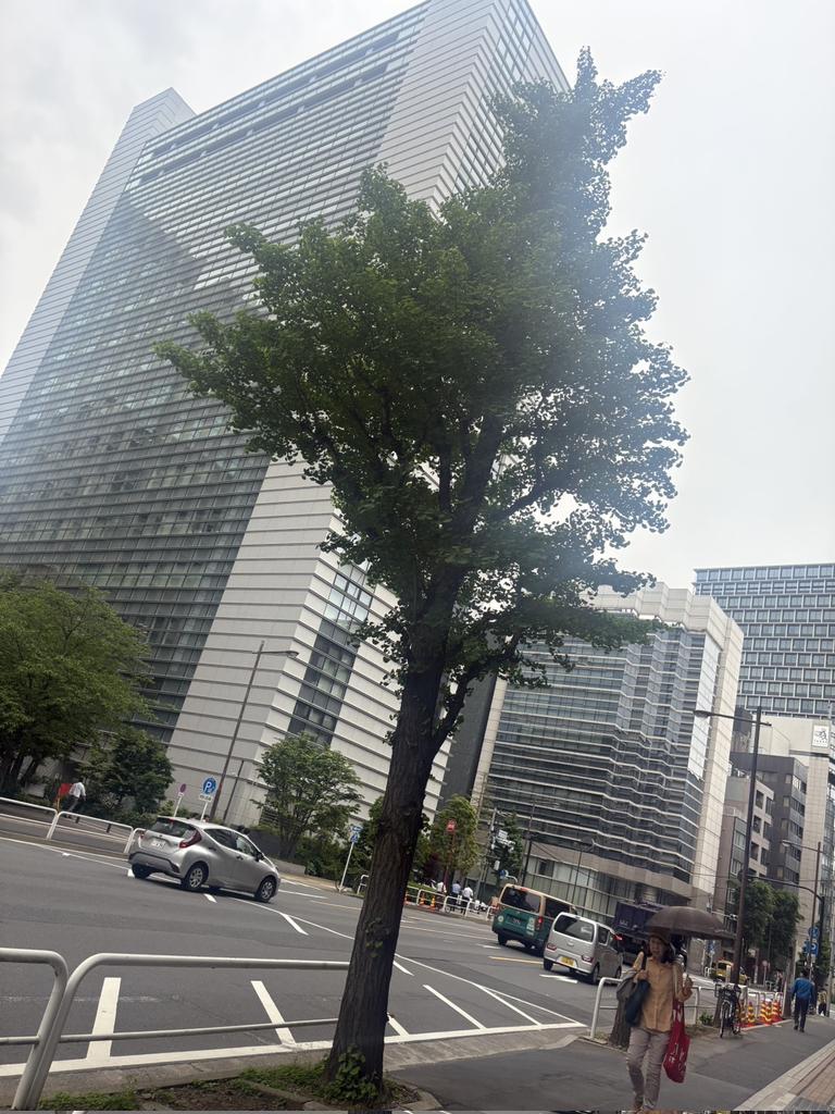 神田警察通り二期区間に
イチョウの大木は
一本になってしまいました！

30本あった街路樹を
千代田区は終始話合いを拒否し
盗むように騙すように
伐採し続けた

税金を使って
住民が大事に思う木々を伐ったのだ！
#神田警察通りの街路樹伐採に反対 
#樋口高顕千代田区長
#坂田副区長
#須貝担当課長