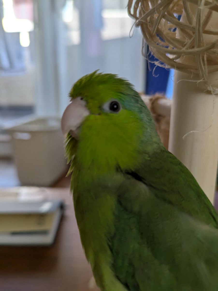 TSUBASA6077's tweet photo. 【拡散希望】
マメルリハインコの迷子情報です

場所：大阪府大阪市都島区高倉町3丁目
日時：2025年5月11日　11時
名前：ノビ
特徴：人の頭に乗りますが臆病な性格です。

情報お持ちの方、下記までご連絡を
09062010600
情報拡散のご協力お願いします https://t.co/ow1xF7cVg7