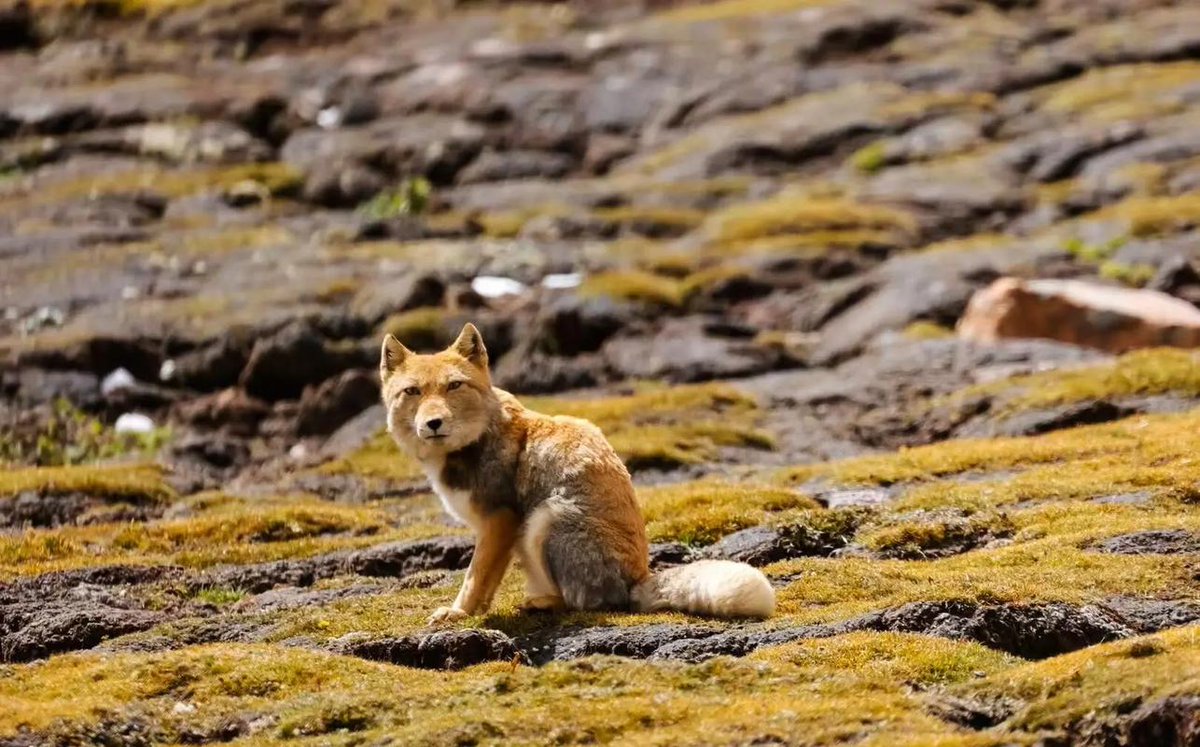 DanBurk42652580's tweet image. . @soon_svm #SOONISTHEREDPILL Fogo#SOON carefully - designed consensus ensures network harmony. #Fogo #NetworkHarmony☺️🙃