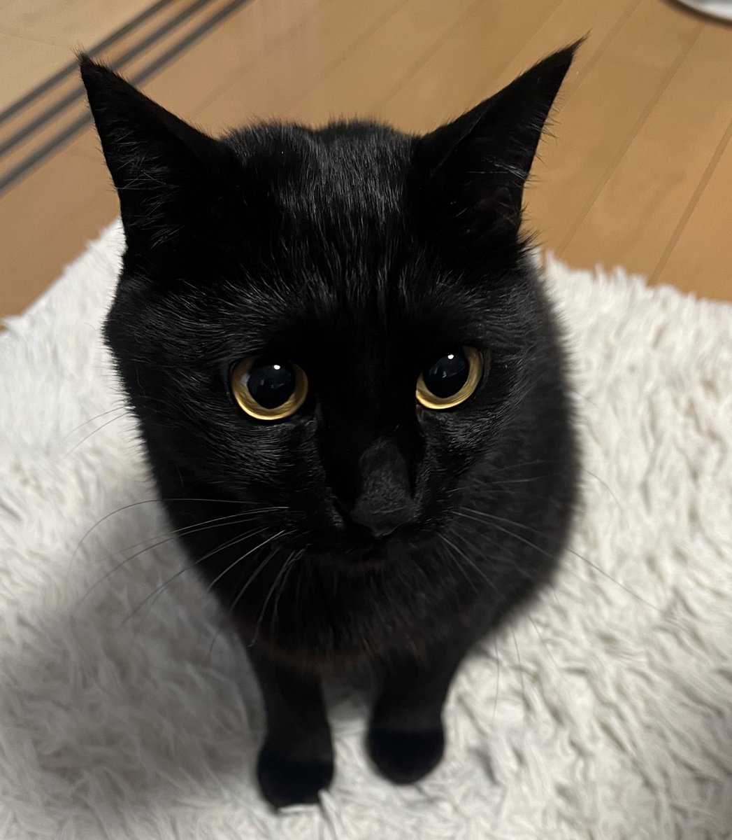 おやつかな…？💭✨️

#黒猫