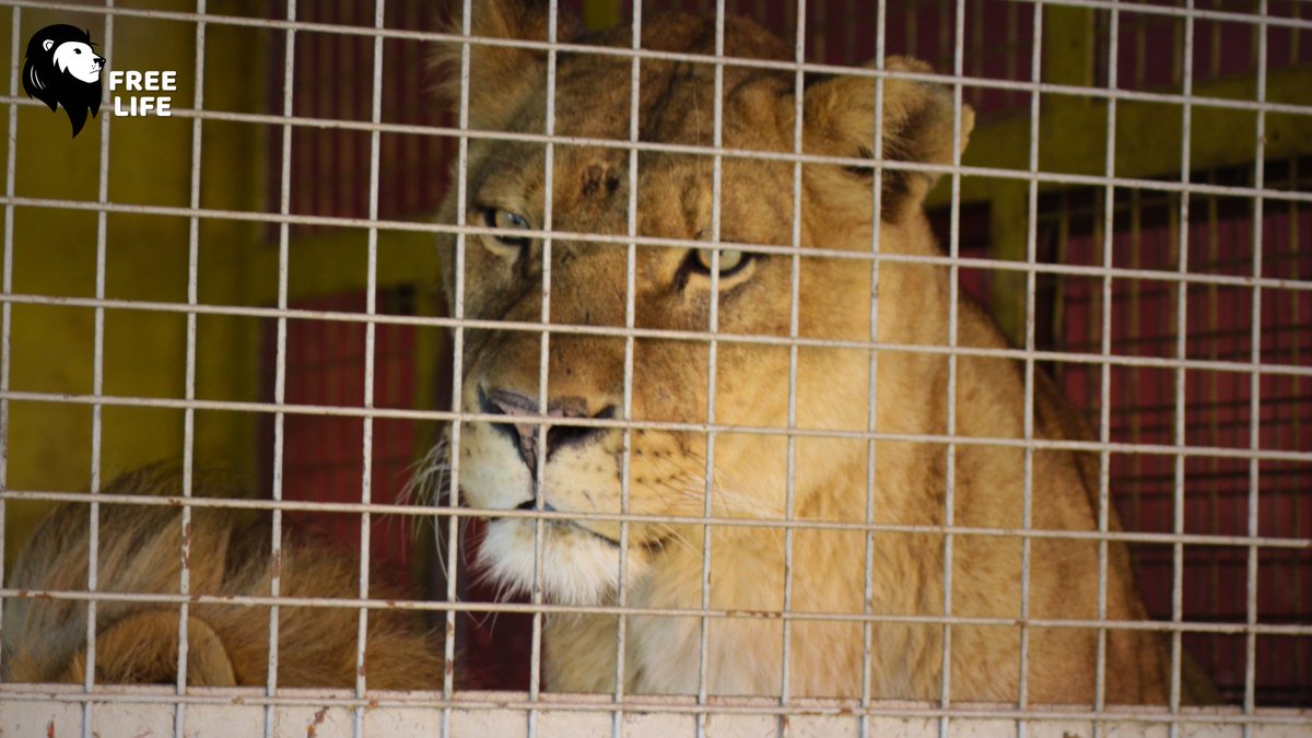 Pour rappel, depuis le début de la pandémie du COVID-19, Free Life se battait pour saisir ces lions aux griffes de la famille Gougeon (bien connue des autorités et associations, notamment <a href="/onevoiceanimal/">One Voice</a>). C'est désormais une nouvelle vie qui attend ces deux rescapés ! 🙏🏻