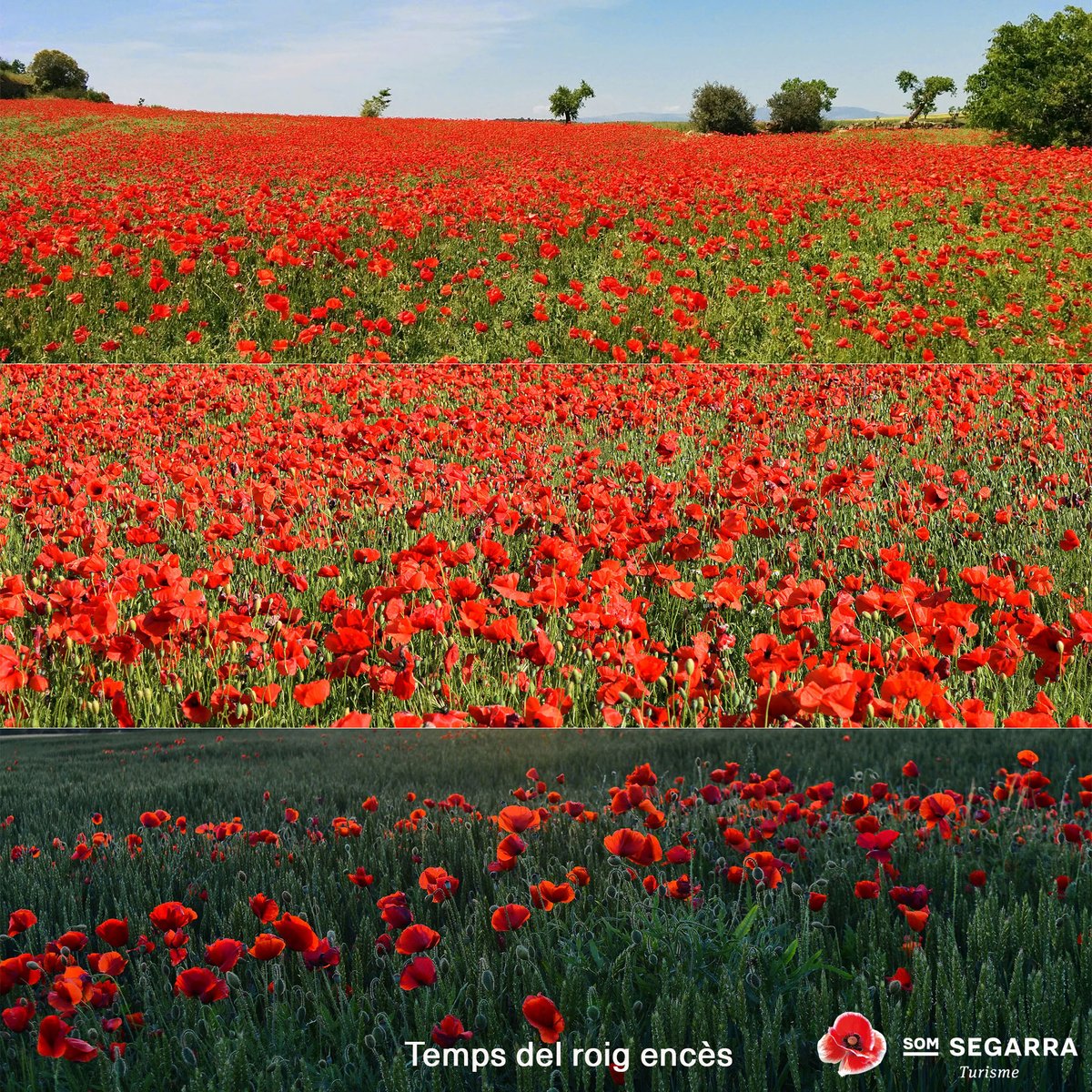 Som Segarra tweet media