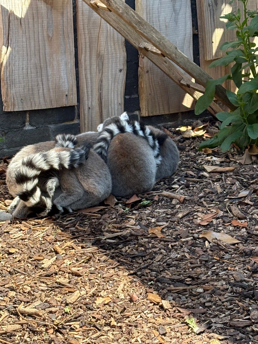 Year 8 students enjoyed their Art Trip to London Zoo this week where they got to see many of the different animals that the children will be making in class over the coming months, using recycled materials to highlight the plight of animals and climate change in the world today.