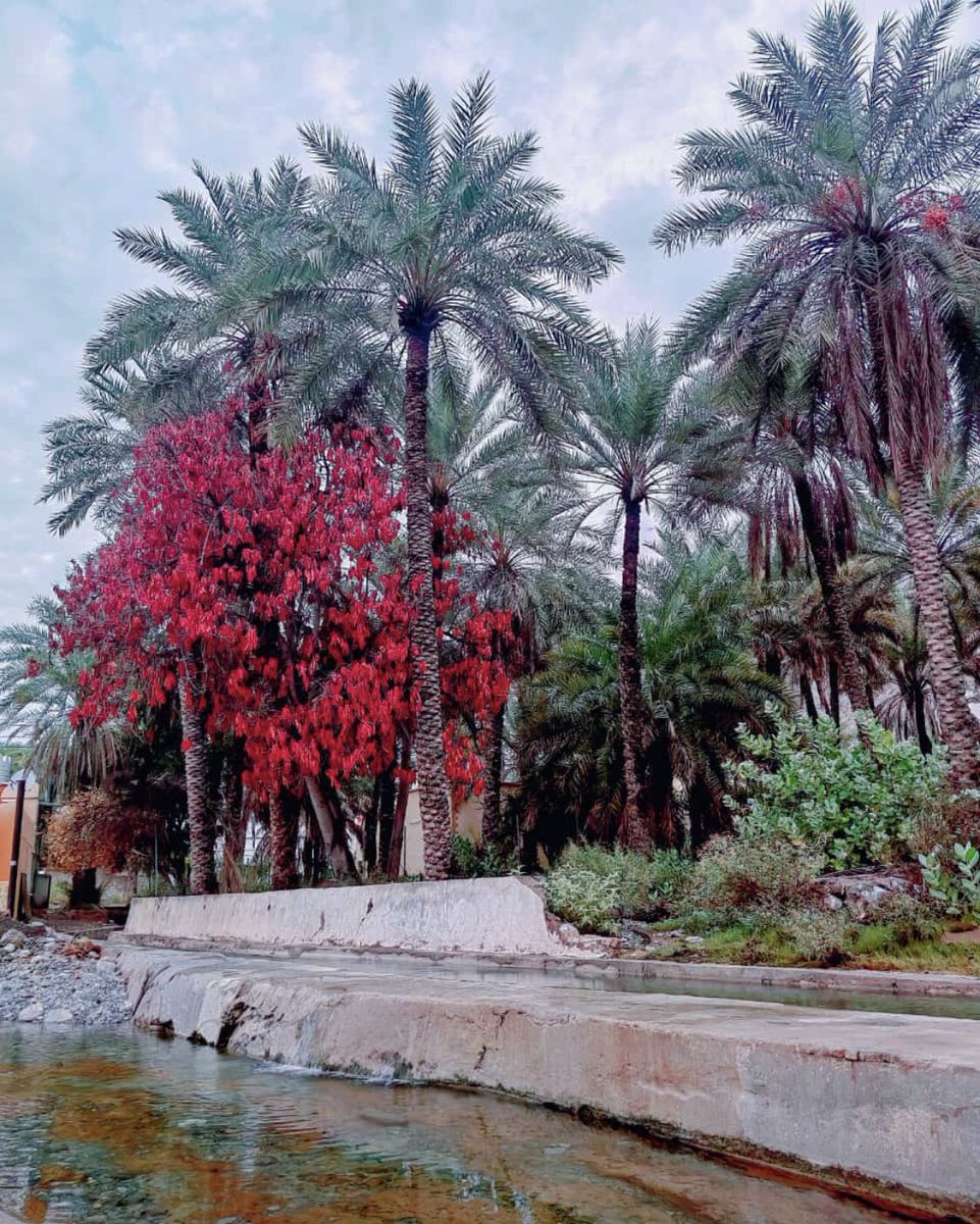 جامل، واجبر الخواطر، وكن رفيقاً، واصفح الصفح الجميل لا تكسر قلباً بكلمة فظّة، ولا تجرح روحاً بتصرف غليظ، اجعل كلماتك بلسماً على القلوب، وعباراتك دواءً للجروح، ليُسعدك الله، ويرفق بك، ويرضى عنك، فالجزاء من جنس العمل ..