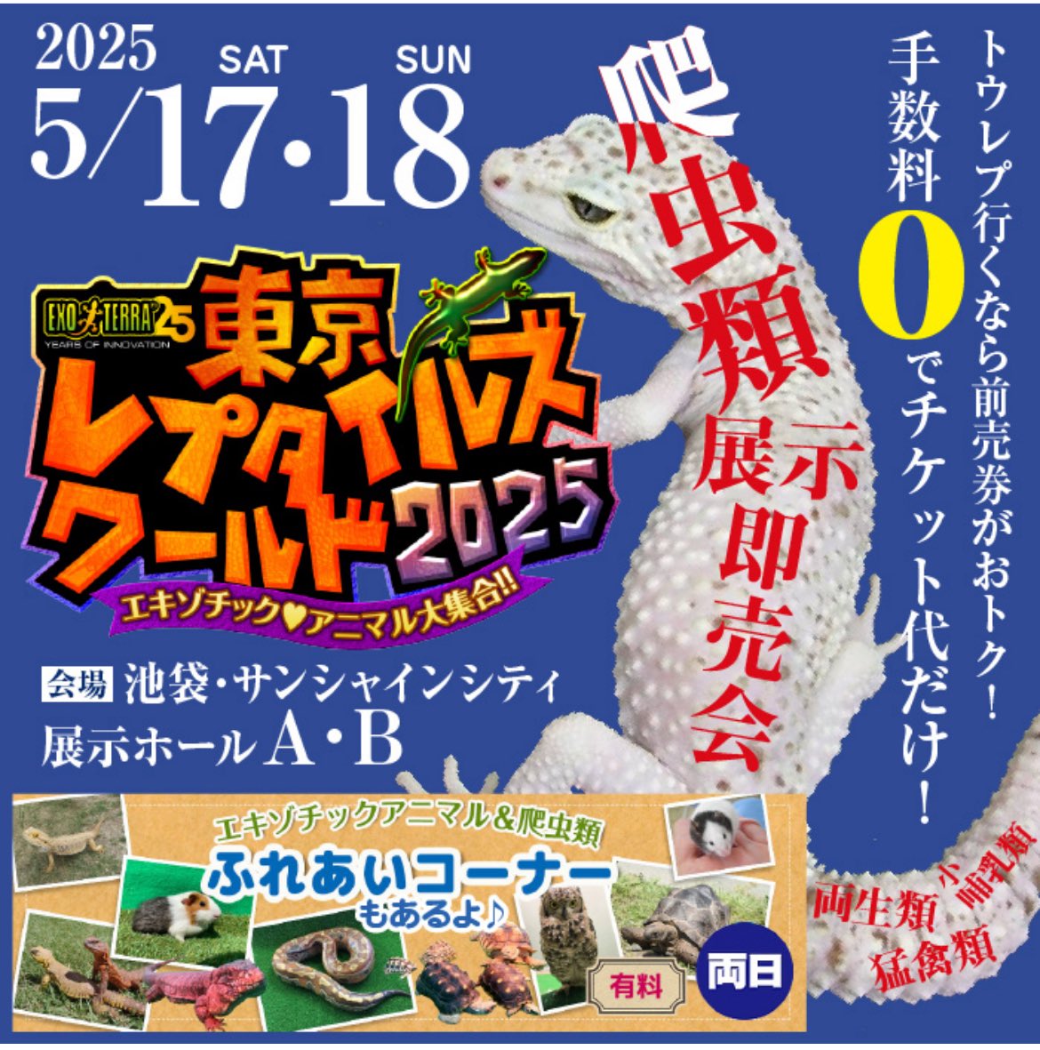 今週末は東京レプタイルズワールド🦎

ニシアフ大量！タマオヤモリも50匹以上連れていきます🔥🔥
数限定でびっくり価格も😳お楽しみに🙌🏻

#ニシアフリカトカゲモドキ #ブラックナイト #レオパ #タマオヤモリ #爬虫類 #東レプ