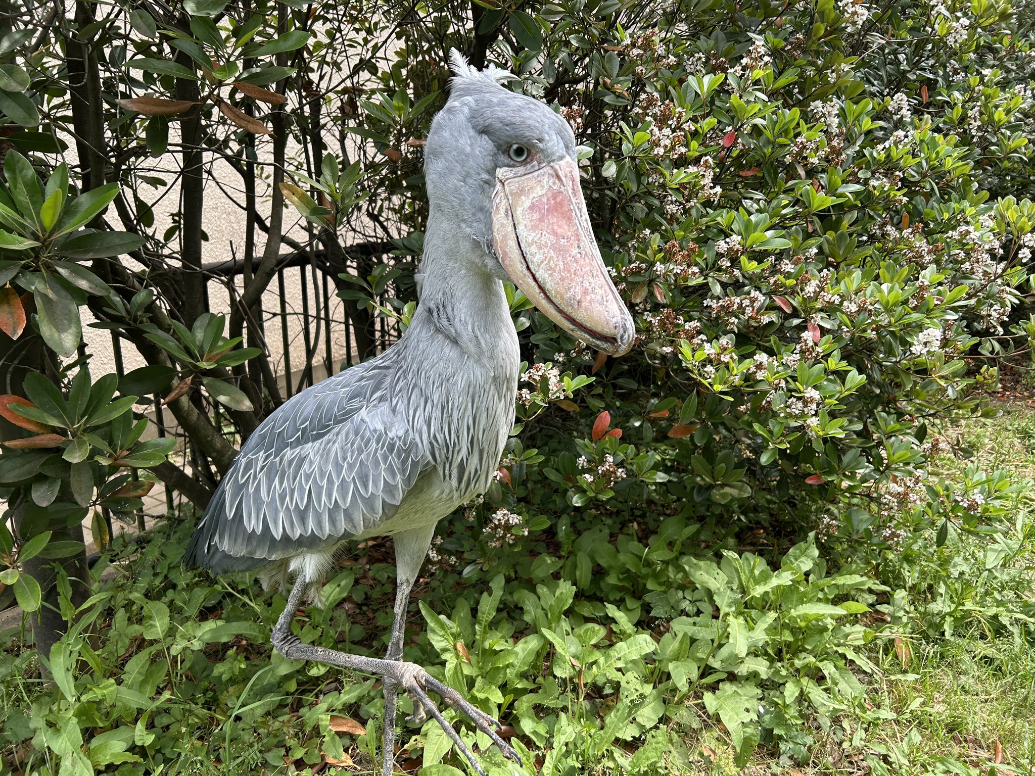 千葉市動物公園【公式】 on X: 