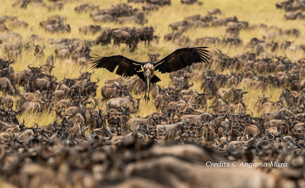 SafariHerd's tweet photo. Did you know we have two wildebeest species that exist? Blue wildebeests found in East Africa and the endangered black wildebeest in found in South Africa. 
Learn more: https://t.co/VUkonWnfyo
#FactFriday #africatravel #africansafariexperience https://t.co/i7InI3fjmR