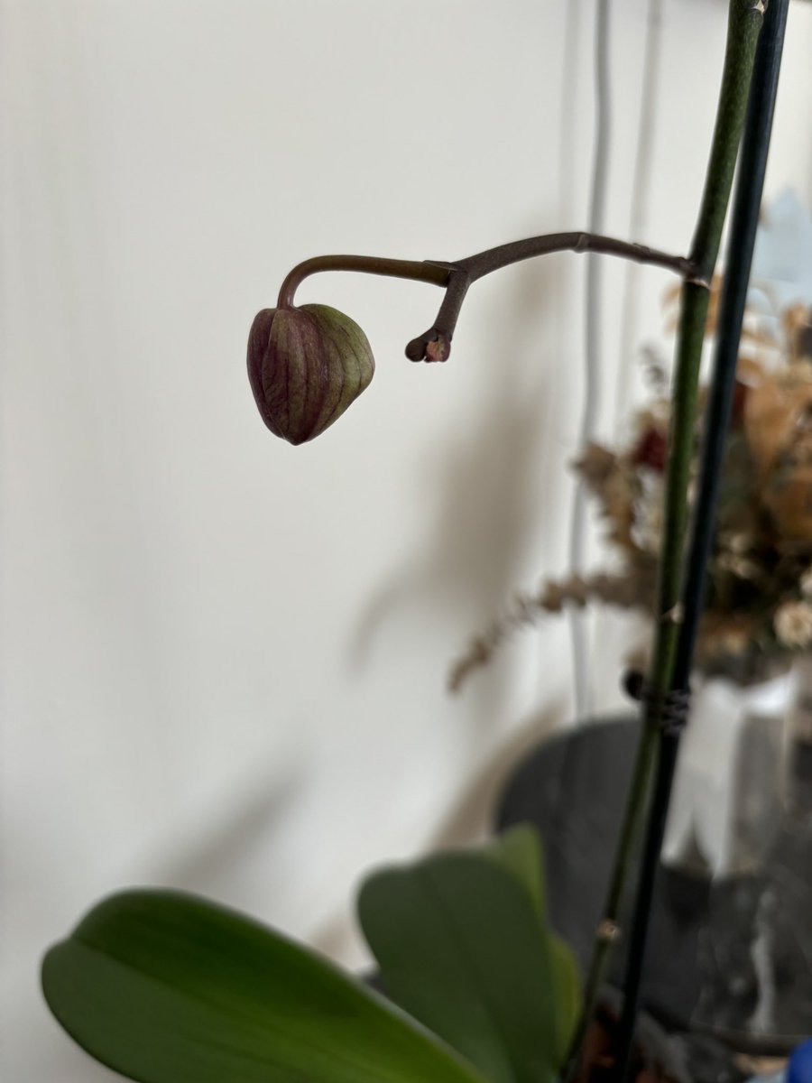 Aylardır özenerek baktığım Orkidem çiçek açmak üzereydi. Geçen gün Orkiden ne güzel açmış dedi biri. Yemin ederim hevesimi kursağımda bırakıyor bu nazar şeysi. 

Allah’ım kim benim hakkımda ne düşünüyorsa ilk önce 10 mislini kendine ihsan eyle ki benimkinde gözü kalmasın 🫶🏻🙏🏻🥹