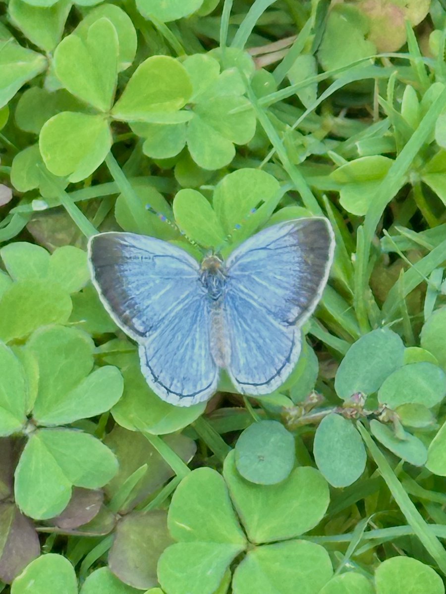 vrundavs's tweet image. As a big creature, 

if you do not respect small creatures, 

you will be even much smaller than them!

Mehmet Murat Ildan 🦋 

Such a tiny one!

But could take a pic from close 

#FridayFeeling #tinyworld #vrupix 
#butterfly