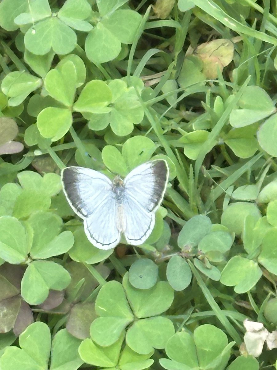 vrundavs's tweet image. As a big creature, 

if you do not respect small creatures, 

you will be even much smaller than them!

Mehmet Murat Ildan 🦋 

Such a tiny one!

But could take a pic from close 

#FridayFeeling #tinyworld #vrupix 
#butterfly