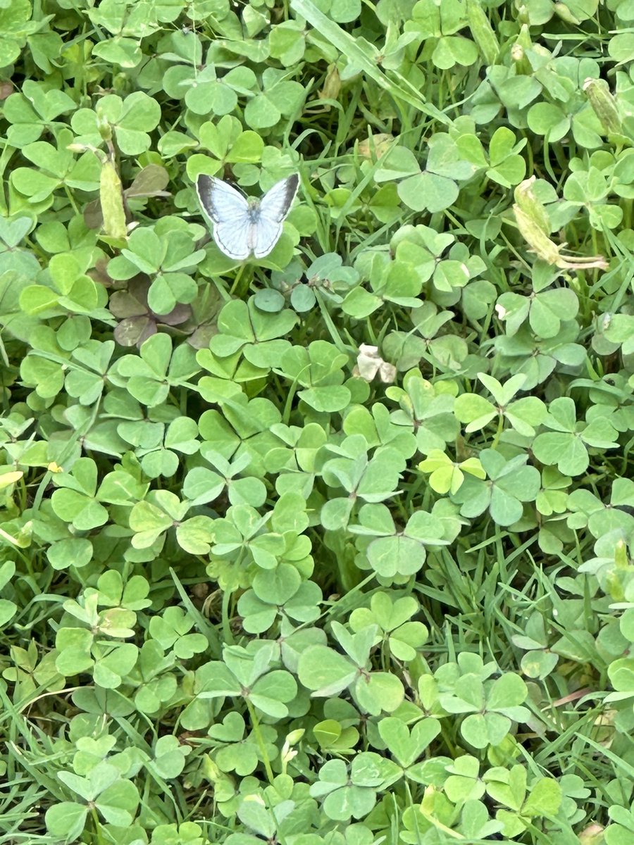 vrundavs's tweet image. As a big creature, 

if you do not respect small creatures, 

you will be even much smaller than them!

Mehmet Murat Ildan 🦋 

Such a tiny one!

But could take a pic from close 

#FridayFeeling #tinyworld #vrupix 
#butterfly