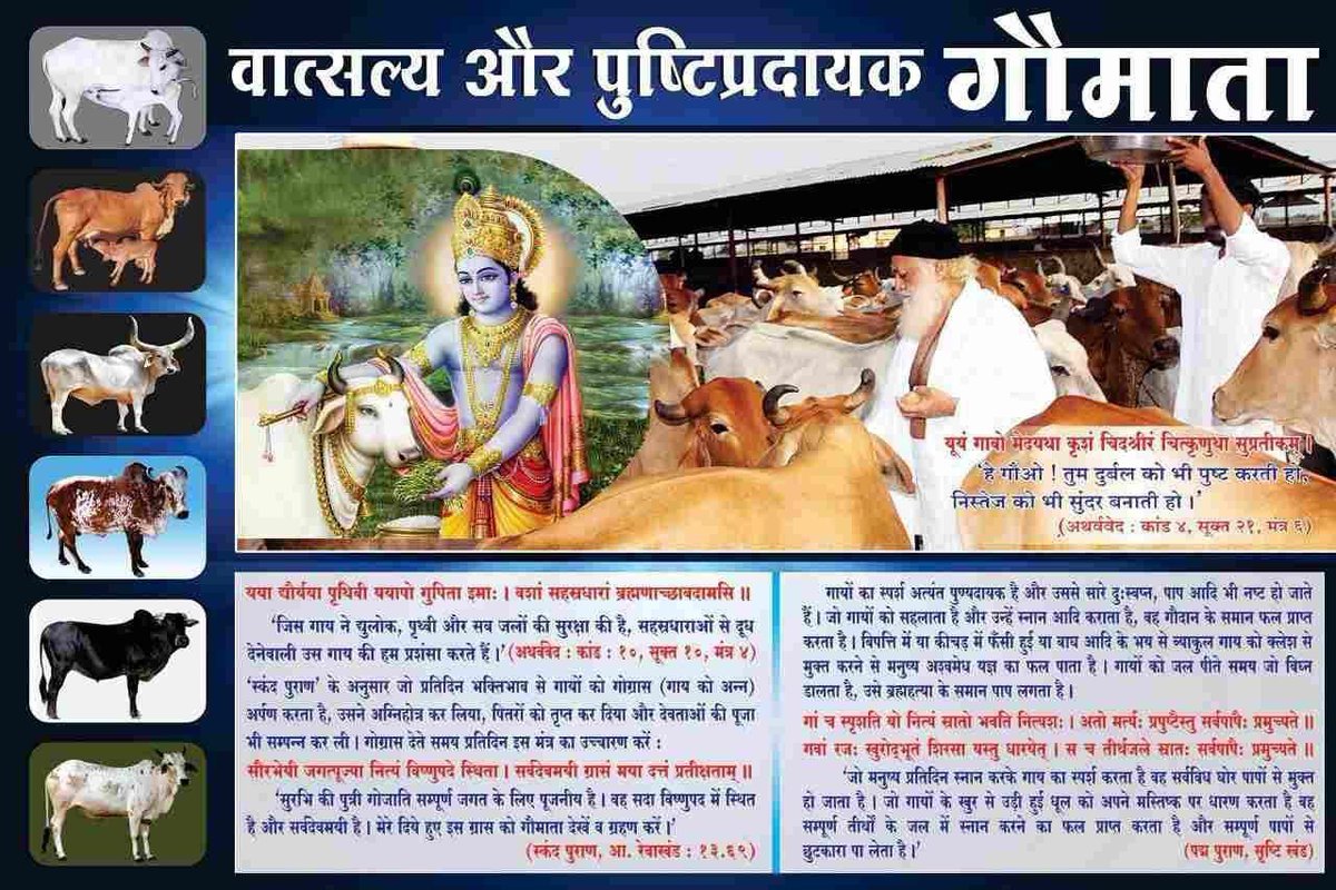 #GauSewa
Save Desi Cows
Sant Shri Asharamji Bapu - देसी गौ का दूध, झरण, गोबर, घी, दही सबकुछ बहुत पवित्र है, मानव हेतु गौ बेहद ही उपयोगी हैं 
Respect The Cow
