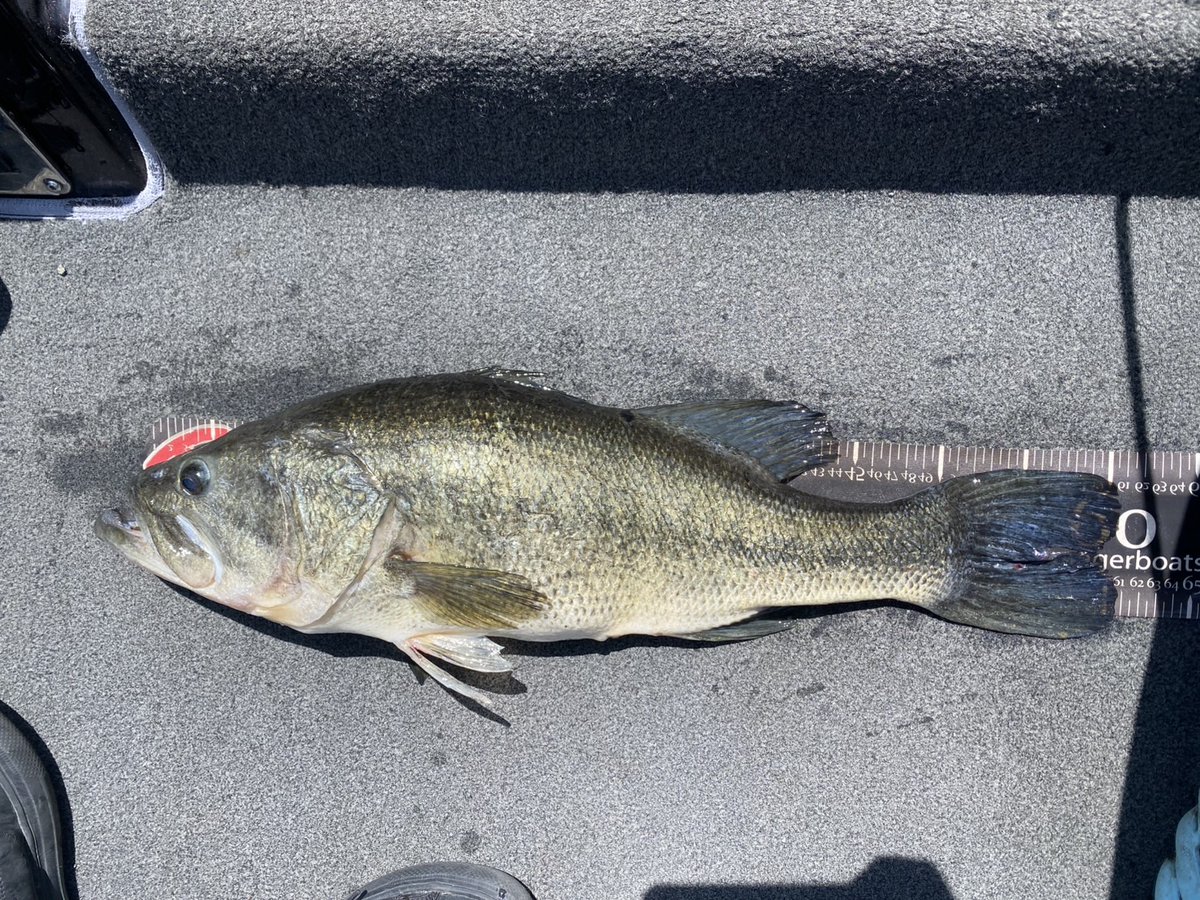 ajajtg's tweet photo. 剣崎さんが釣ったロクマルに似てるという魚を昨日釣れました𓆡
ロクマル1本50アップ3本で濃い１日。
#河口湖 #バス釣り https://t.co/iiAIkmbixt
