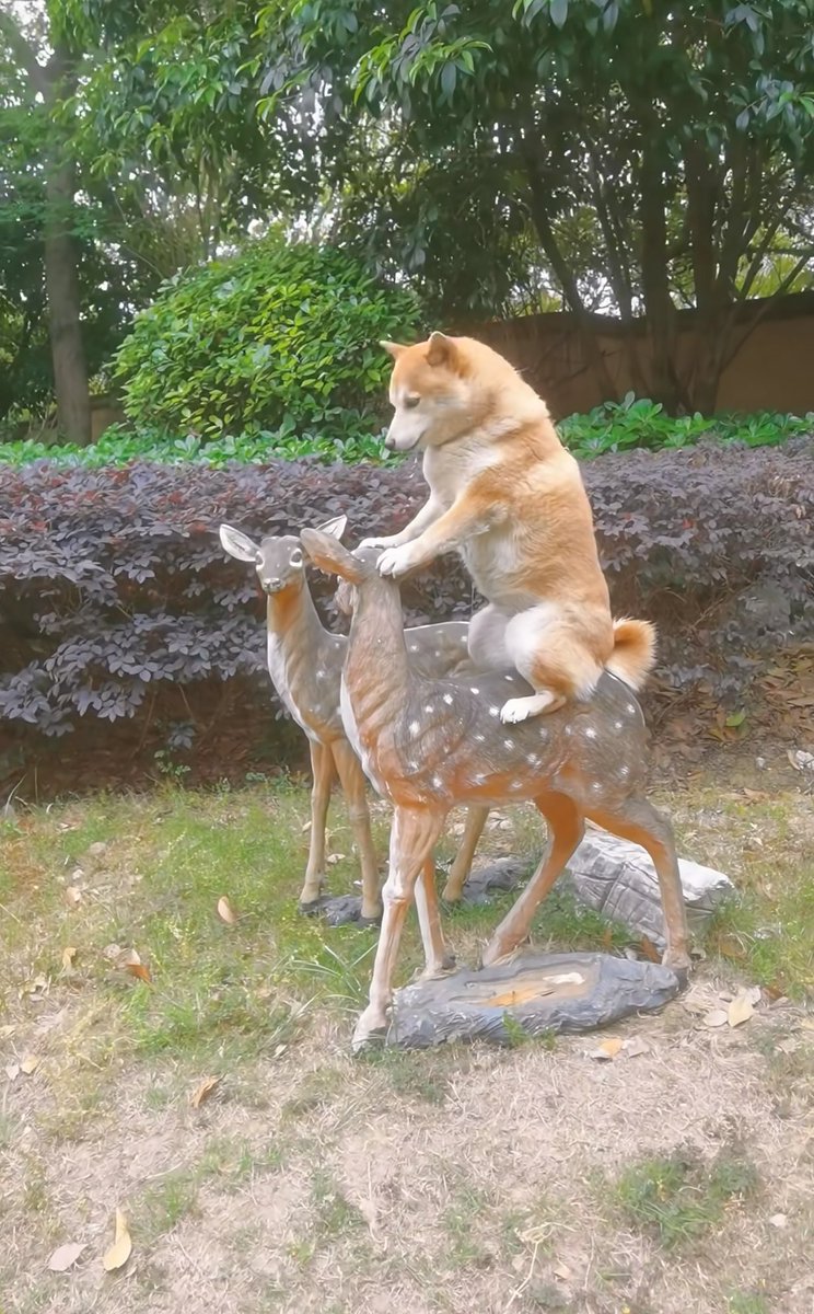 「実家の犬元気？」と母にラインしたら送られてきた写真見て https://t.co/SHkVQTx4yq