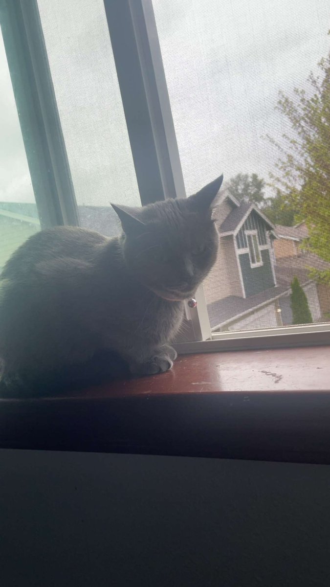 Steph2Yaexl's tweet photo. My cat cute as hell https://t.co/10lTQTwOJf