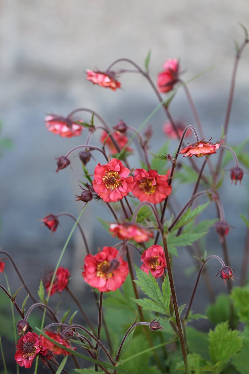 jannibele's tweet photo. I have a soft spot for #Geums. They’re blooming in all their glory. Here’s’Mai Tai’ and ‘Flames of passion’ Happy Friday!
#Avens #FlowersOnFriday #Perennials https://t.co/LPbpZMTFgn