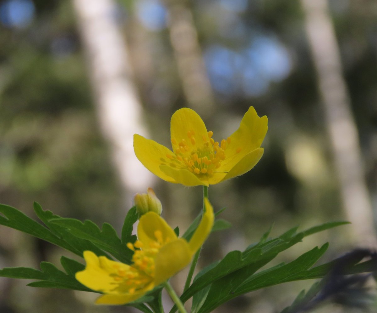 RitvaSavolaine1's tweet image. Keltavuokkojen kukintaa. #keltavuokko #ig_finland #springishere #kevät2025