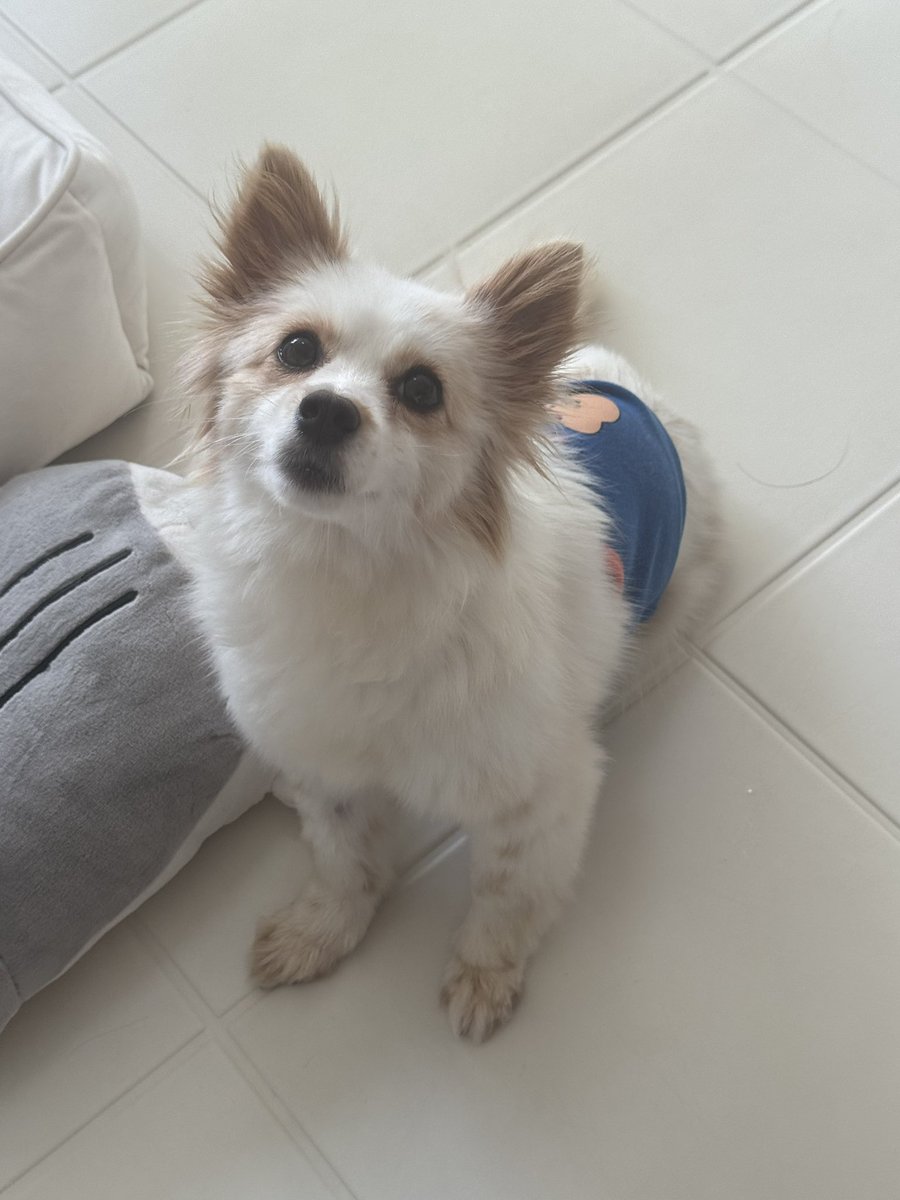 m.smartstore.naver.com/nonbaat/produc…
RT부탁드려요🐕홍성보호소 봉사단체 댕잇슈X티비티레스큐
유기견 병원비를 위한 바자회입니다! 
판매수익은 전액 기부됩니다.
판매품목은 전부 유기농제품이에요!!
고구마 말랭이(부드러움), 반려동물용은 조금 더 단단한 식감이고 공정은 같아요!