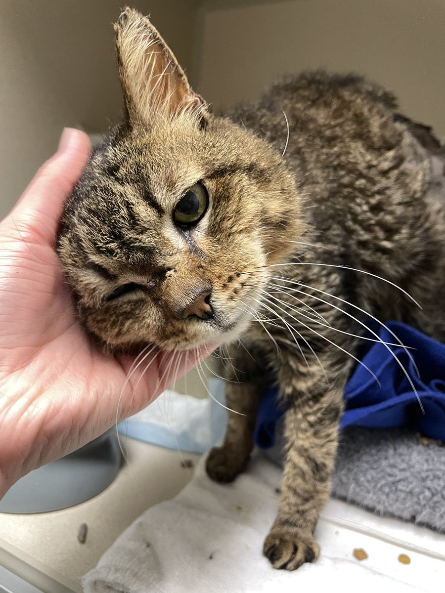 Friends of Bear Cat Rescue tweet media