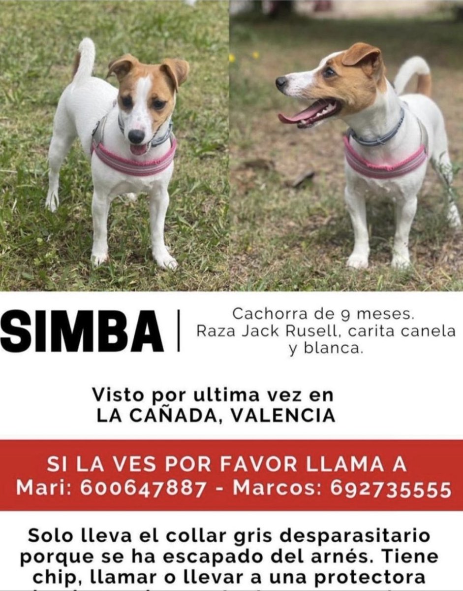 Hacer vuestra magia... es una familia que año pasado ya se murió su perrito...  y ahora desgraciadamente  se soltó del collar y se fue corriendo al asustarse de otros perros. Difundir lo máximo gracias. <a href="/lacanada/">lacanada</a> <a href="/PerroPerdido2/">🐾Animales Perdidos 🐆</a>