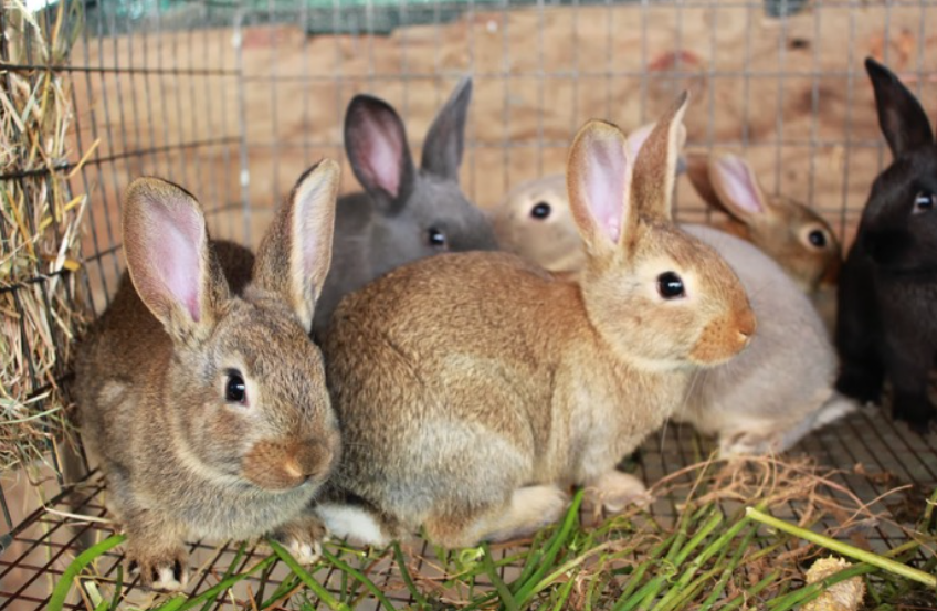 AgriHopper's tweet photo. “Small rabbits grow faster.” ❌
Truth: Genetics + feeding + housing = real growth.
Always select breeding stock based on weight, body shape, and litter history, not size alone.
#AgriHopper #SmartBreeding https://t.co/KKVBfsBNm4