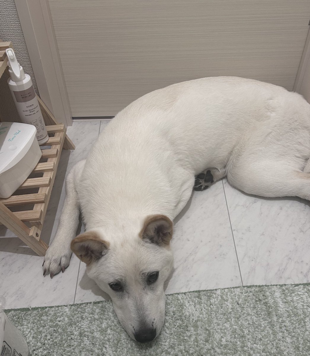 u_ume7's tweet photo. ほんで人間のトイレ長すぎて退屈そうな顔するのもやめてもらっていい？ https://t.co/aEO7rQAvA5