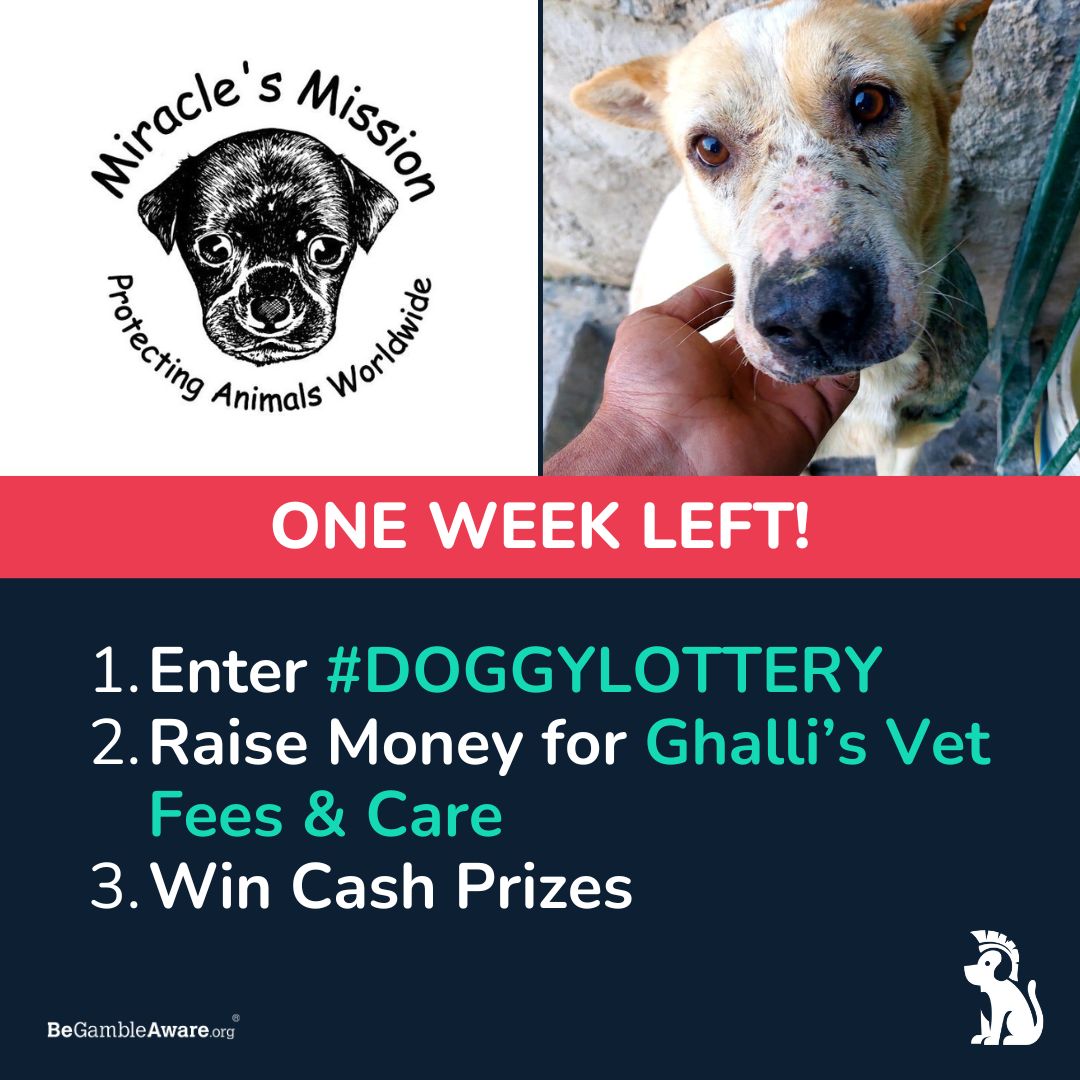 Friday reminder: Don’t miss your chance to support Ghalli’s Vet Fees &amp; Care!  

Enter #DoggyLottery for just £1.50, you can make a difference for us and potentially win cash prizes! 

Enter now: doggylottery.co.ukUK only - 18+ - Ts&amp;Cs apply