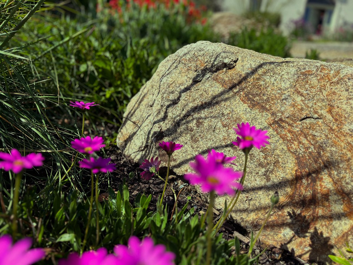Early morning by the sea in Dalky.

#seasidegarden #gardening