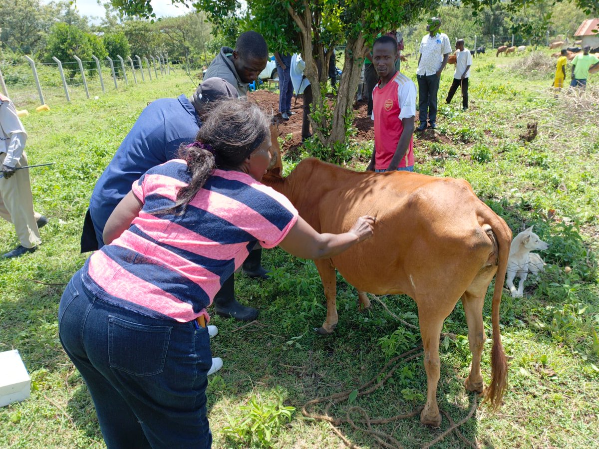 KenyaTsetse's tweet photo. KENTTEC Lake Victoria has launched a 1-week response in Magunga, Homa Bay to combat rising Tsetse fly & Trypanosomiasis cases.
Activities include:
Community sensitization
Livestock screening & spraying
lake
Tsetse fly surveys
Tree Growing
#KENTTEC #OneHealth #TsetseFly #HomaBay https://t.co/mHuVz64qts
