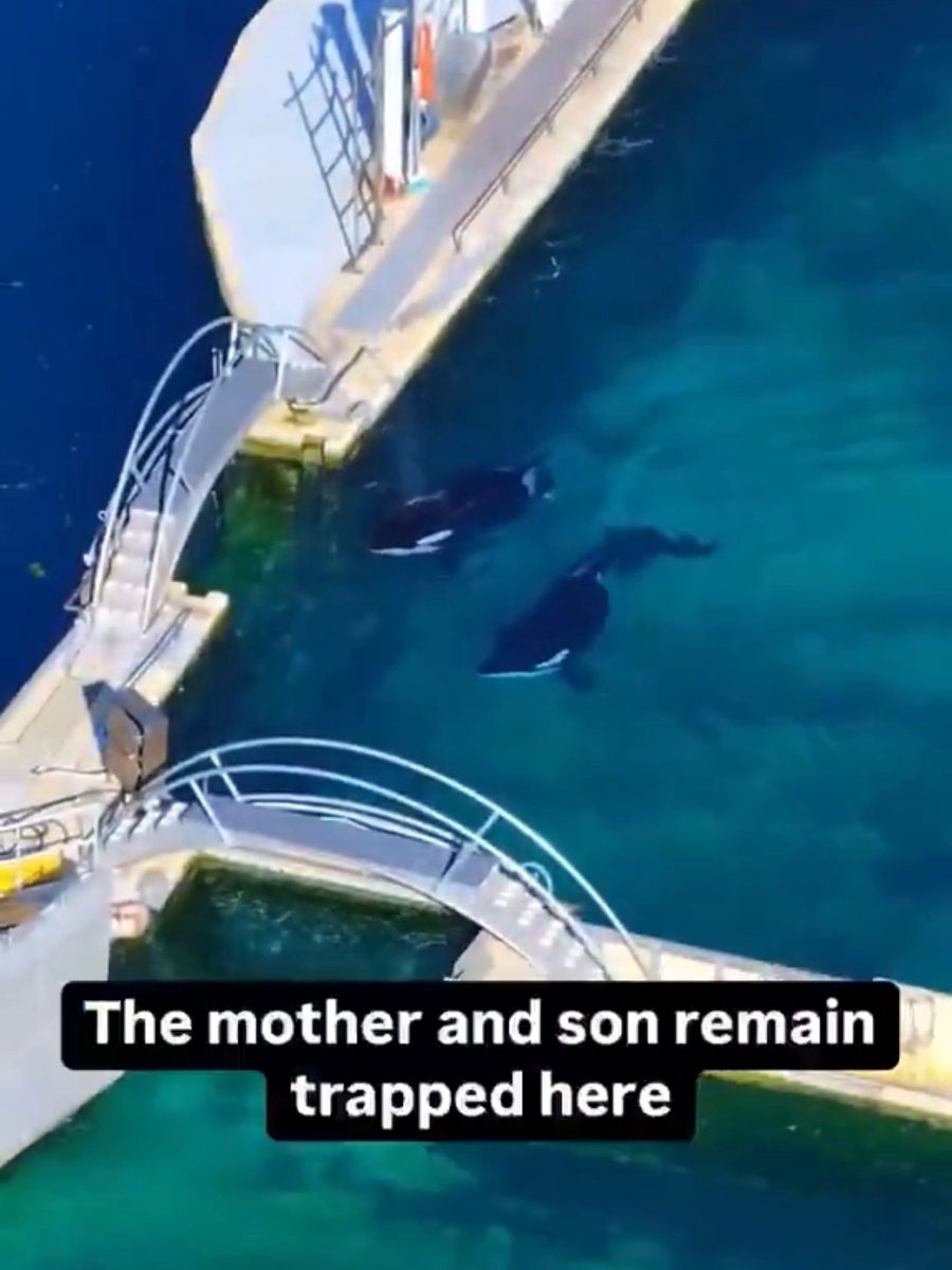 damoncass's tweet photo. @launchcoin $ORCA + Save the orcas https://t.co/LdLKAI4D1r