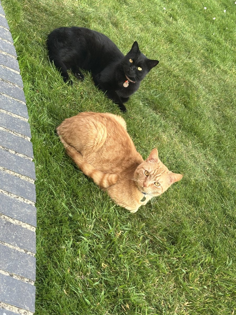 We are appawrently in the dog 🐶 house 🏠.  Yesterday one of us brought a huge crow 🐦‍⬛ into the house to play 🙀🙀.  He pooed 💩 a lot but got out unharmed and flew off.  The bald 👨‍🦲 one was not amused 🤬. We think it may have been our best wind up yet 😹😹 #CatsOfTwitter